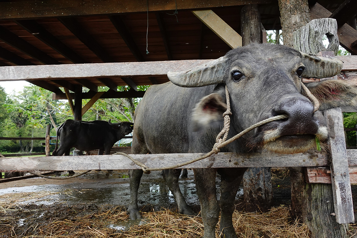 Buffalo Hub, Mai Khao, Phuket