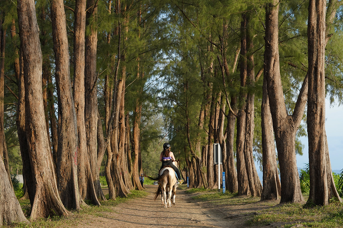 Horse riding at pine trees tunnel in Mai Khao